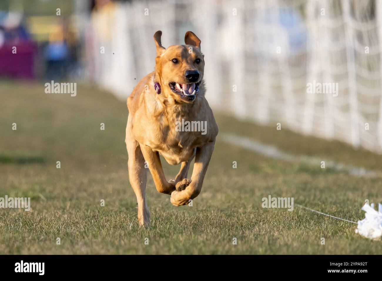Yellow Lab Exercise Happy yellow lab outside hi-res stock photography and images - Alamy