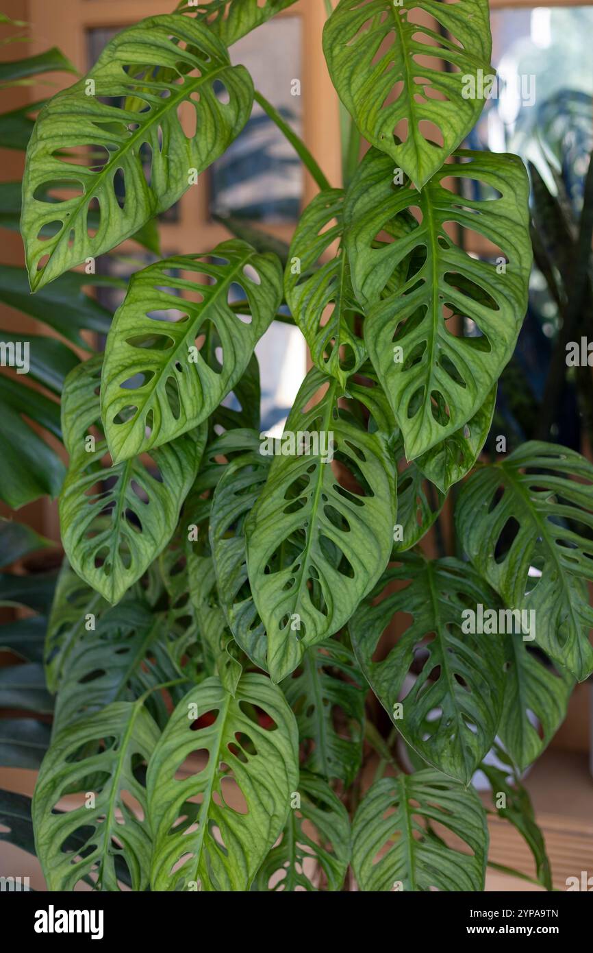 Moss pole monstera hi-res stock photography and images - Alamy
