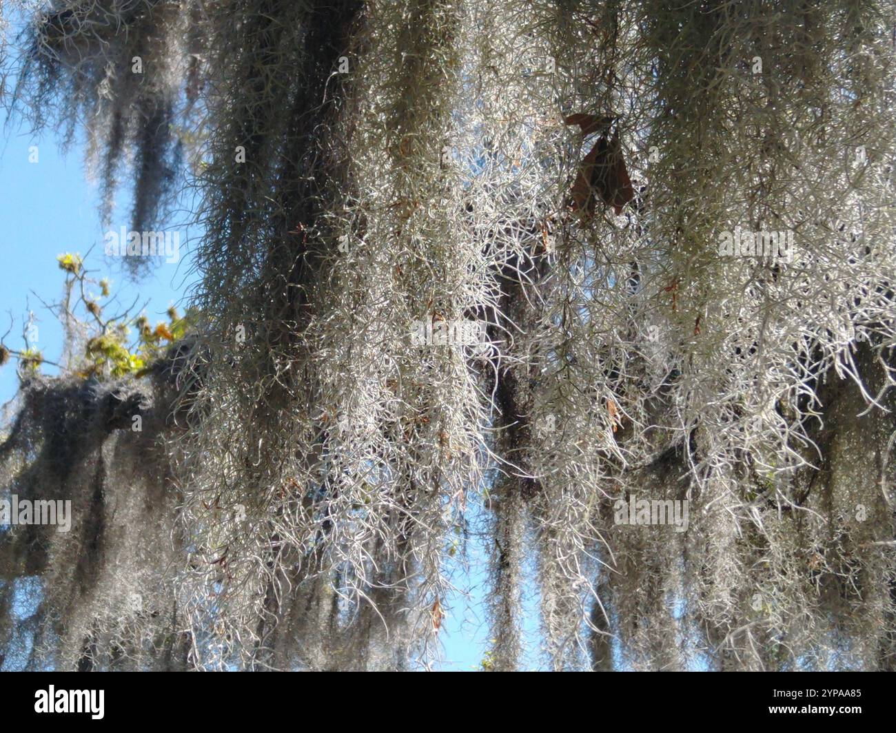 Spanish moss (Tillandsia usneoides Stock Photo - Alamy