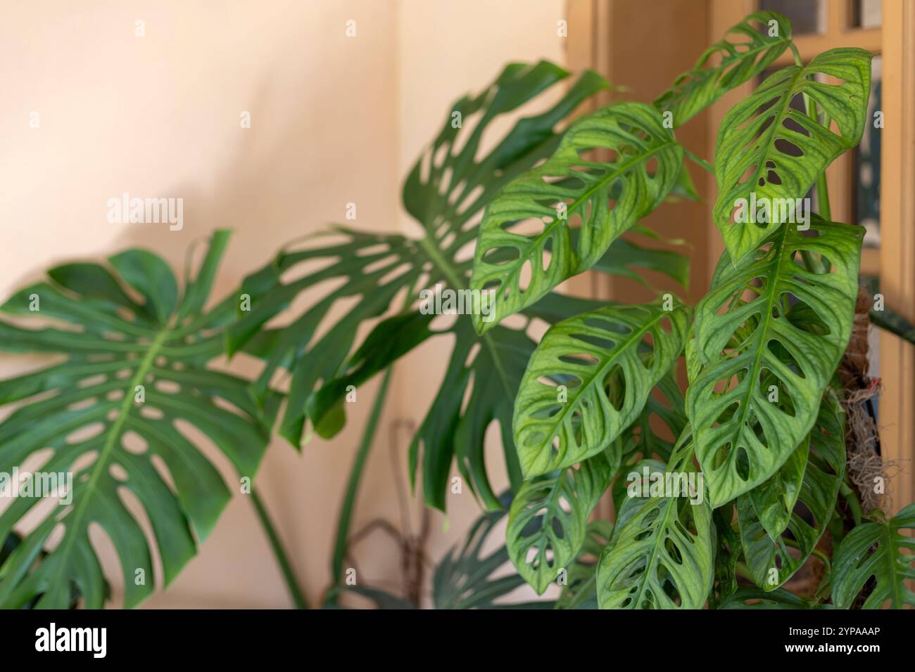 Monstera acuminata hi-res stock photography and images - Alamy