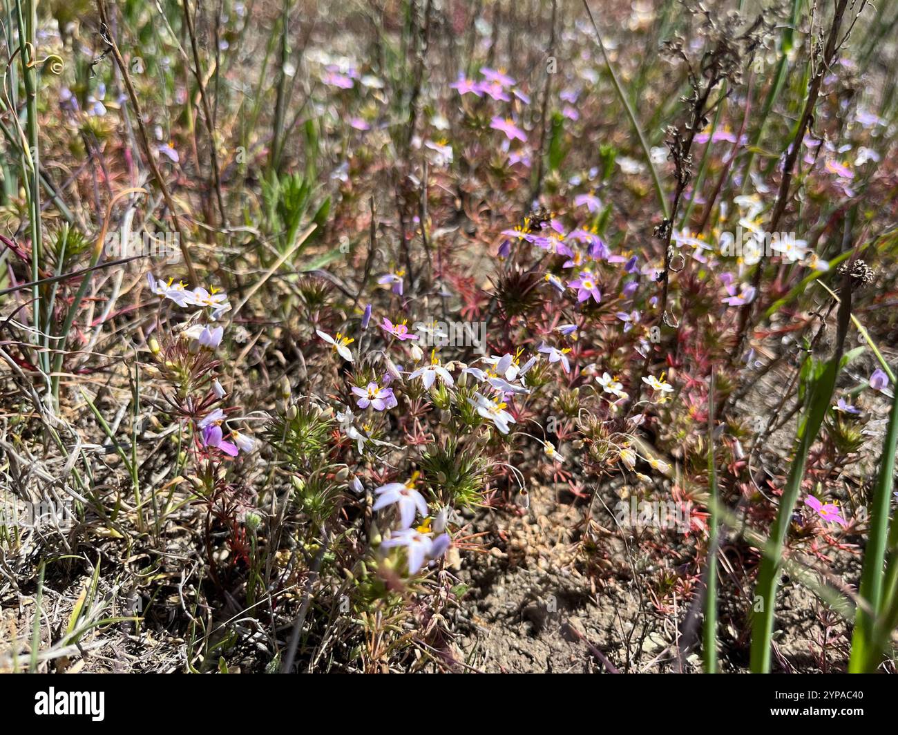 variable linanthus (Leptosiphon parviflorus Stock Photo - Alamy