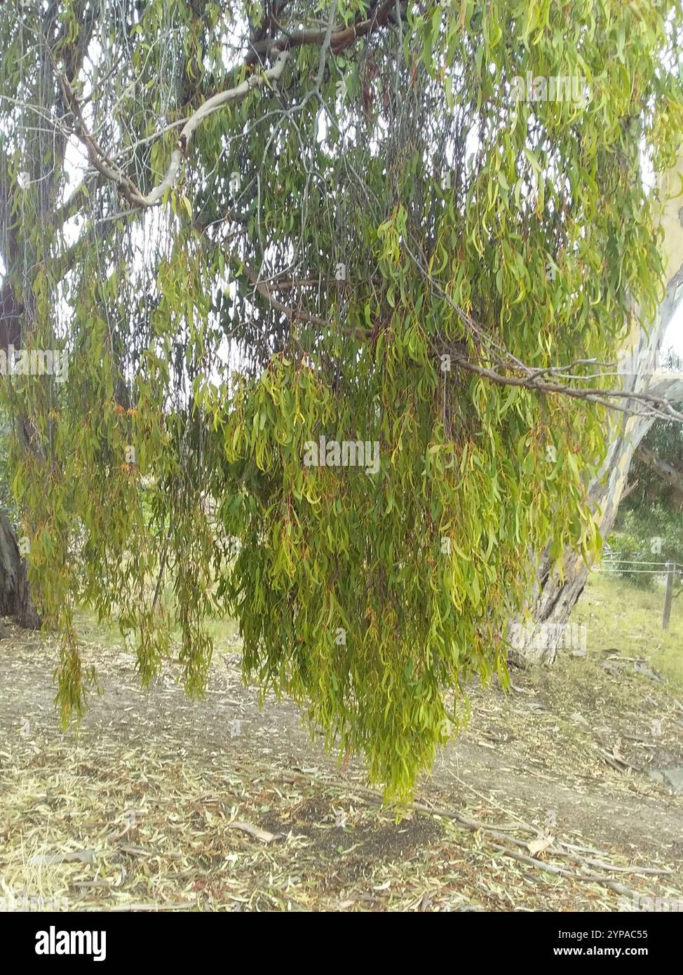 Box Mistletoe (Amyema miquelii Stock Photo - Alamy