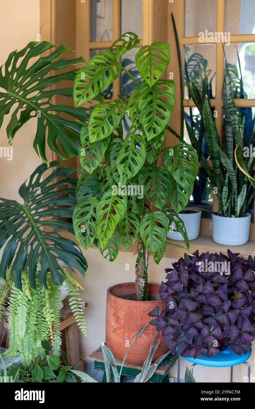 Monstera Monkey Mask or Obliqua or Adansonii leaves. Home plants in white  pot. Minimalism and scandi style concept, urban jungle and garden room.  Whit Stock Photo - Alamy