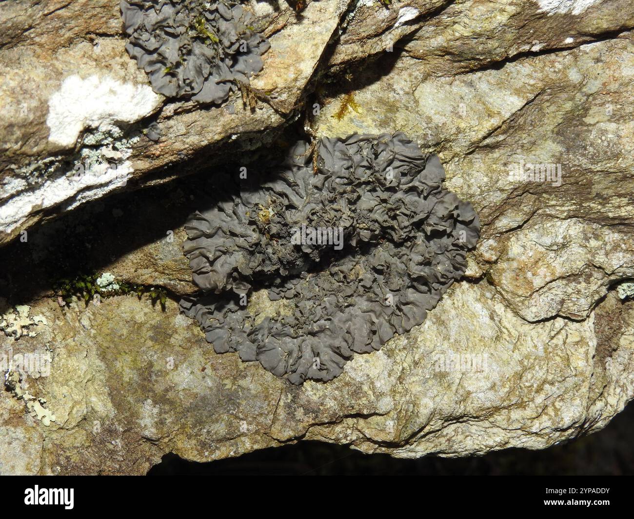 Flaking Tarpaper Lichen (Collema flaccidum Stock Photo - Alamy
