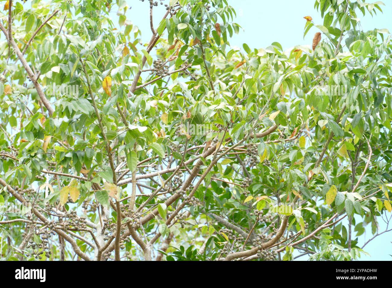 flowering plants (Angiospermae Stock Photo - Alamy