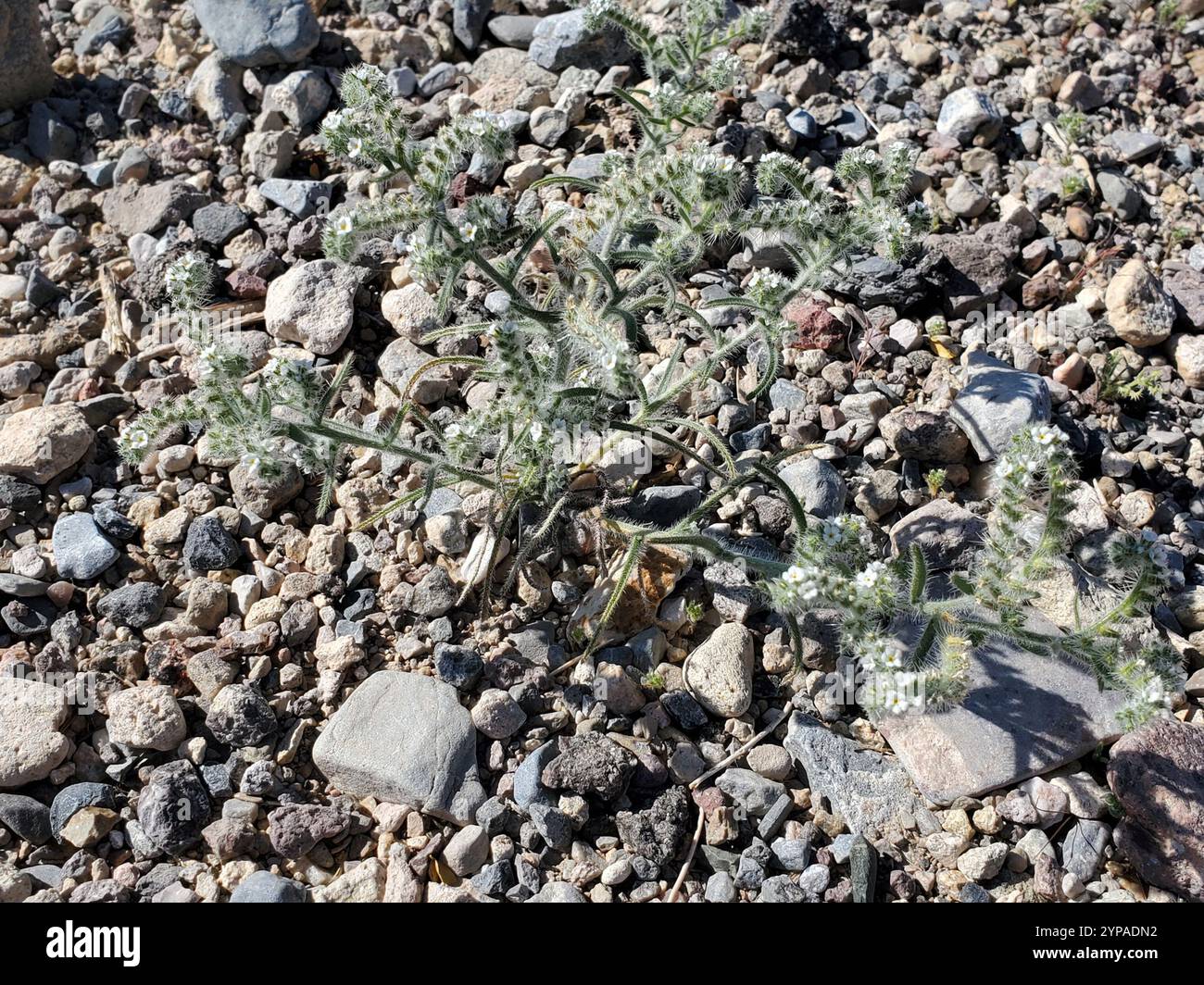 Guadalupe cryptantha (Cryptantha maritima Stock Photo - Alamy