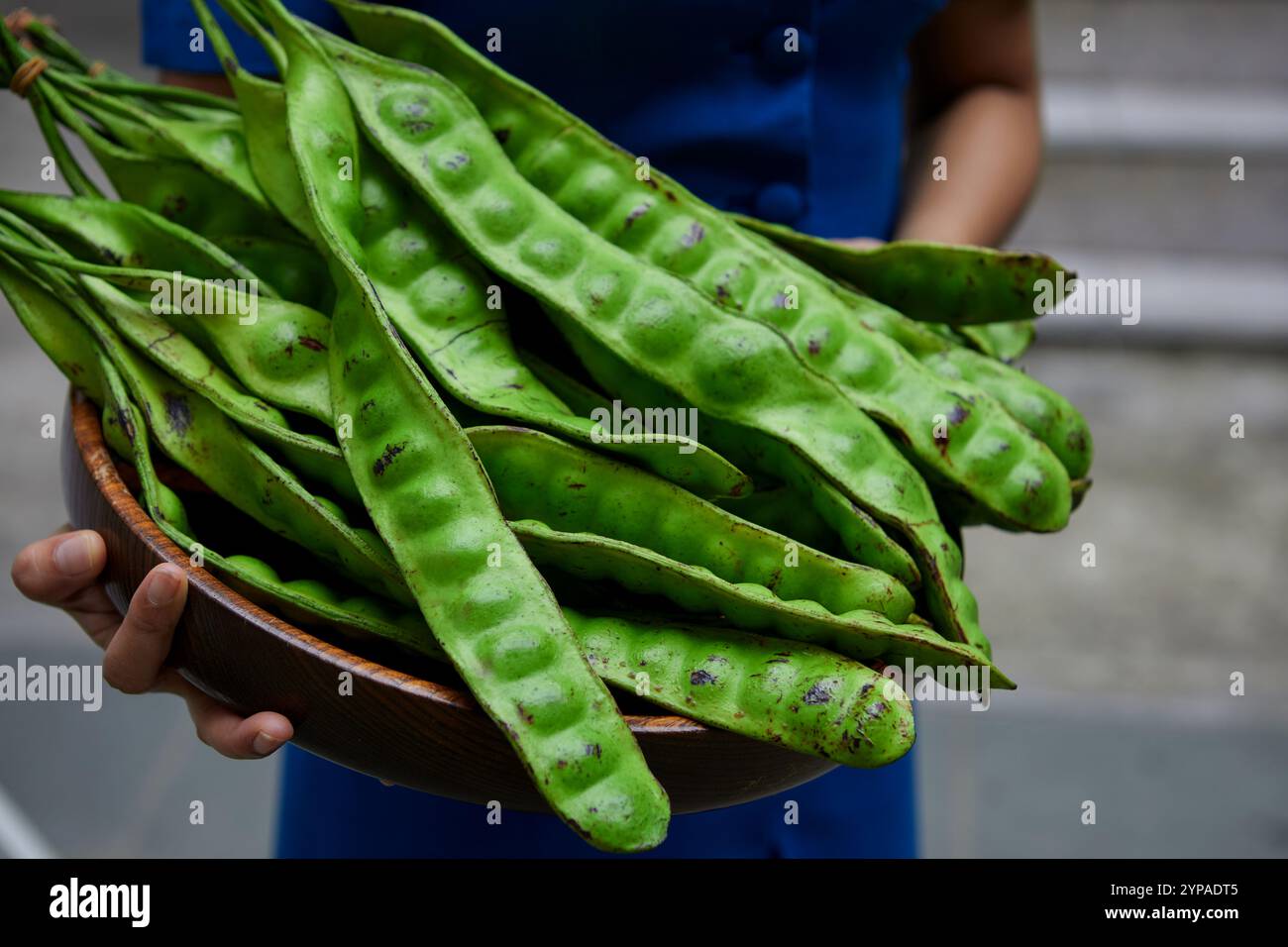 Cropped hand of woman holding fresh bitter bean in wooden plate Stock Photo