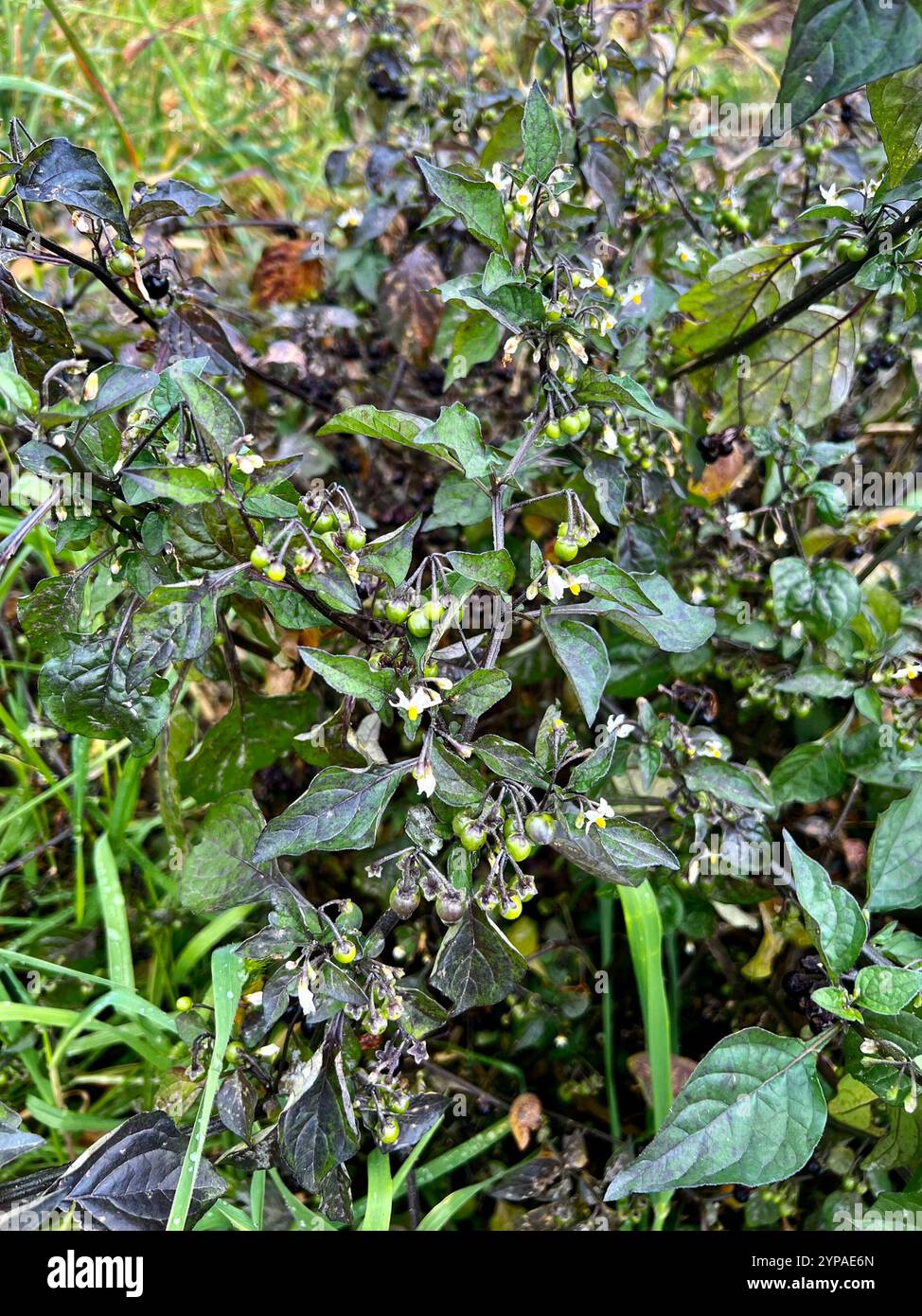 black nightshade (Solanum nigrum Stock Photo - Alamy