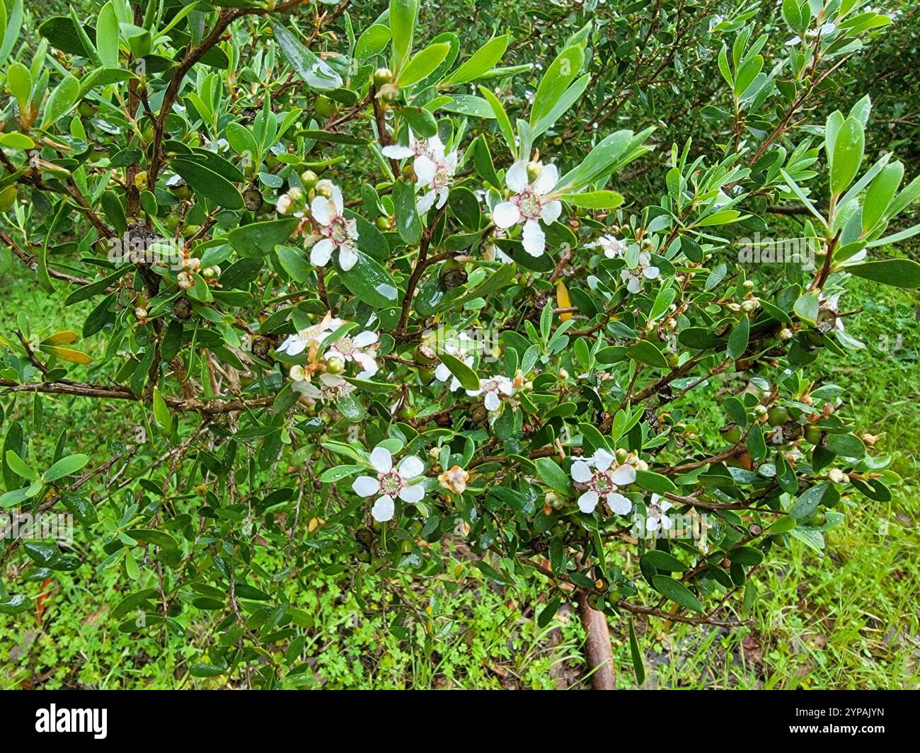 flowering plants (Angiospermae Stock Photo - Alamy