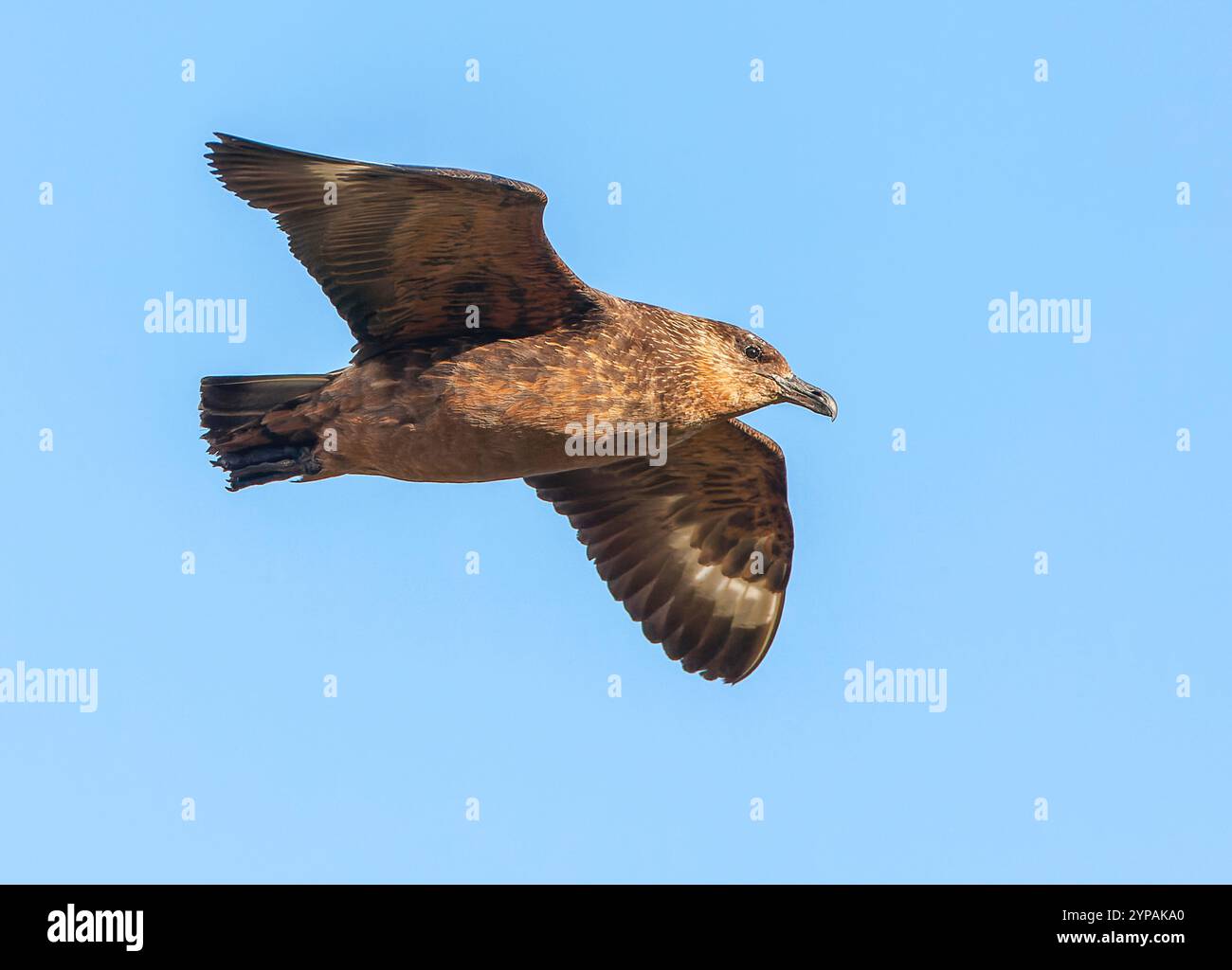 Argentine chilean fauna hi-res stock photography and images - Alamy