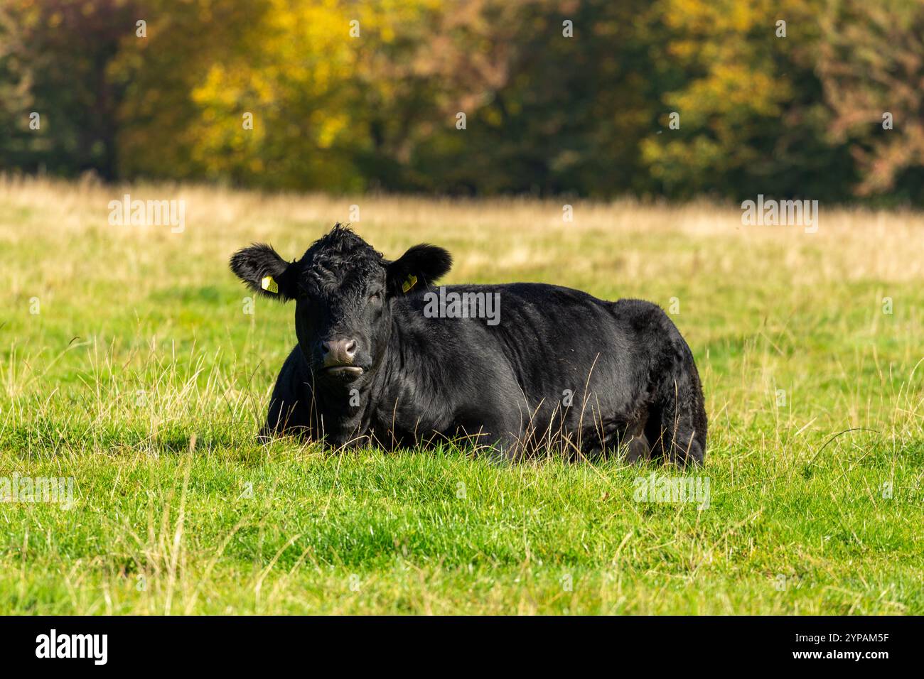 Cow lying down hi-res stock photography and images - Alamy