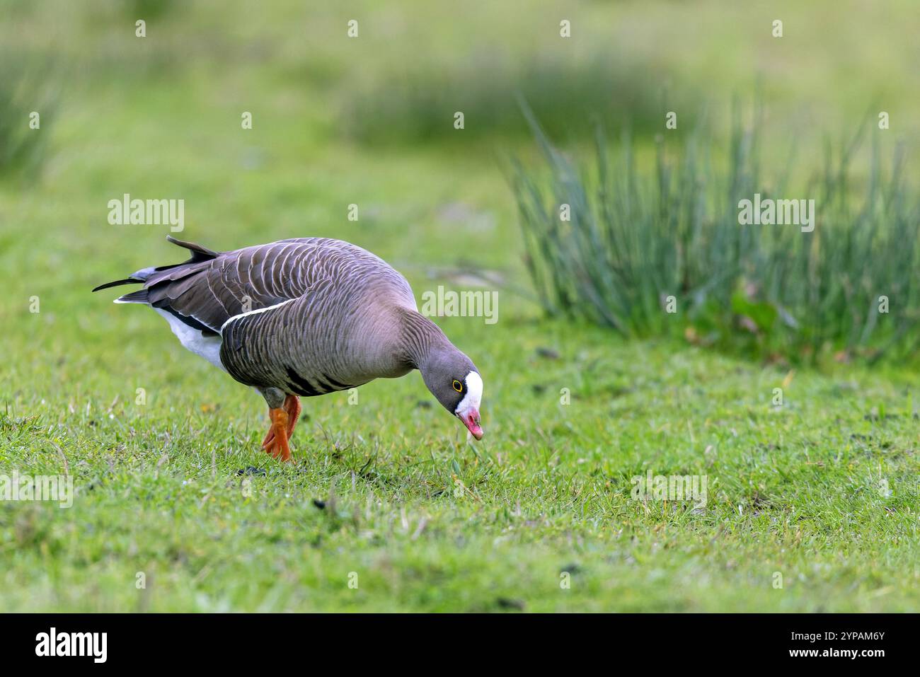 lesser white-fronted goose (Anser erythropus), adult eats grass in the grassland, Netherlands, Gelderland Stock Photo