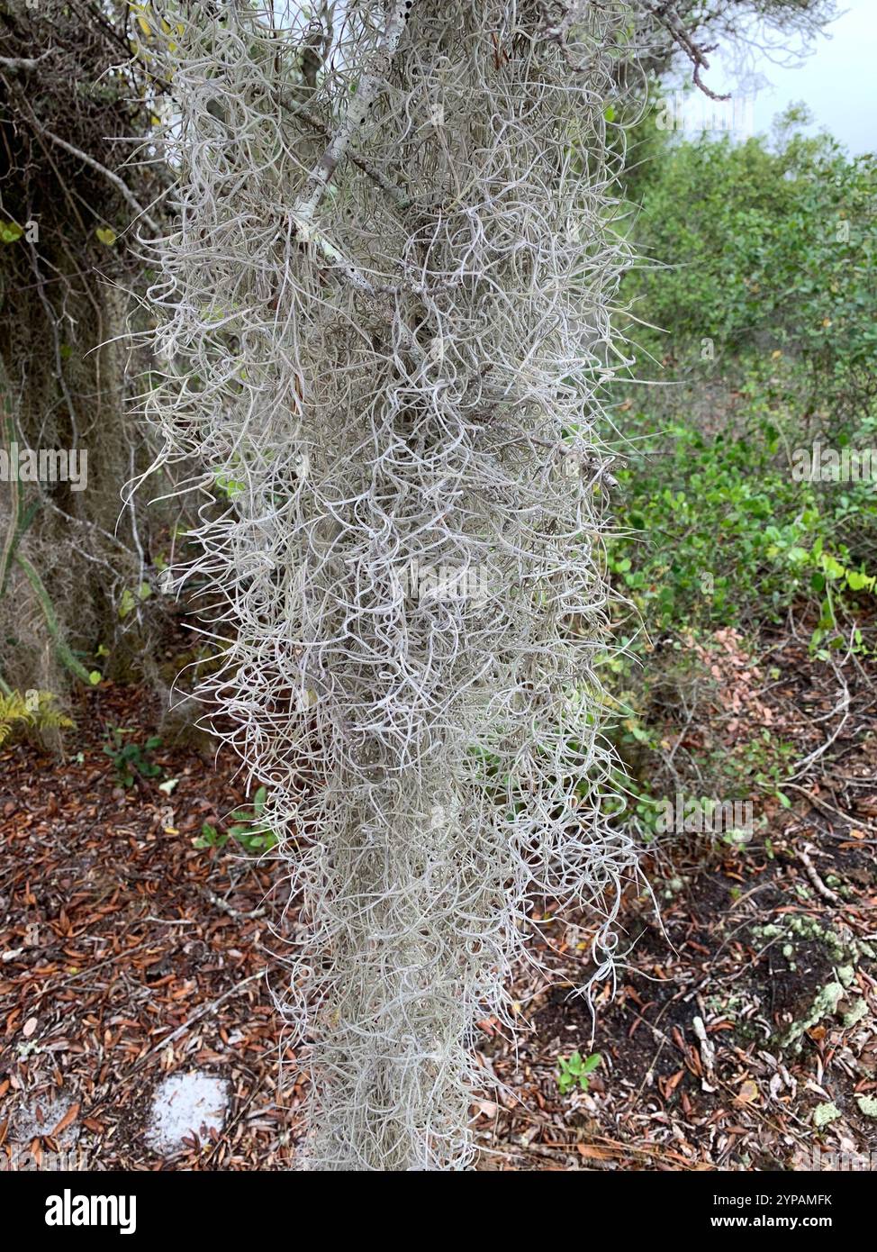Spanish moss (Tillandsia usneoides Stock Photo - Alamy