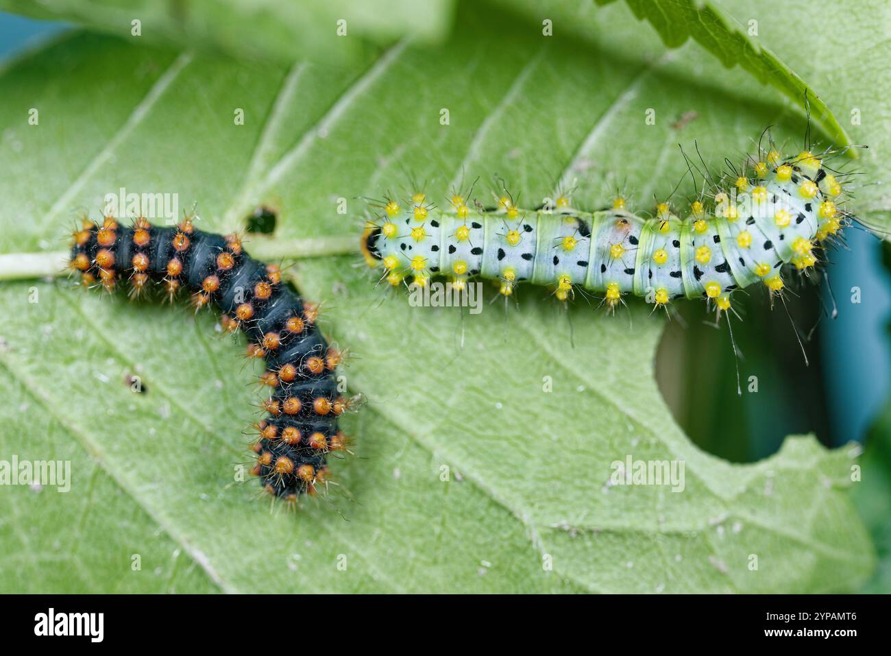 Large emperor moth caterpillar hi-res stock photography and images - Alamy