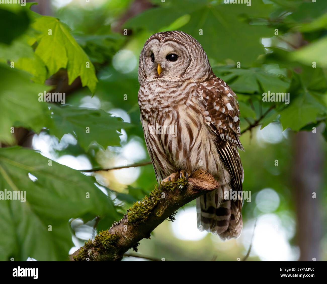 Strix Vari barred owl (Strix varia), sitting on a branch, Canada, British Colombia ...