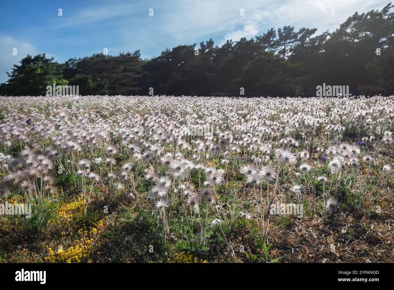 pasque flower (Pulsatilla vulgaris), large stand with fruit clusters, Sweden, Gotland, Vaendburg Stock Photo