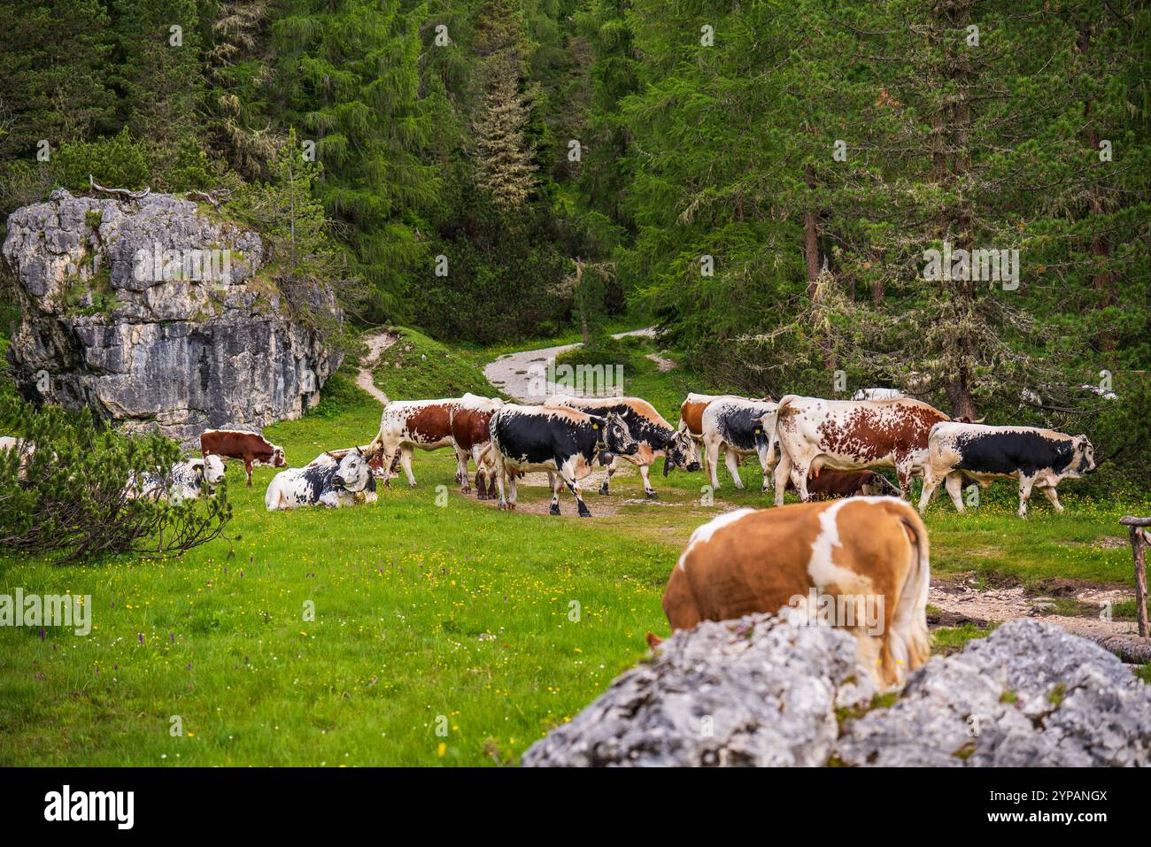 Alpine valley grazing cows hi-res stock photography and images - Alamy