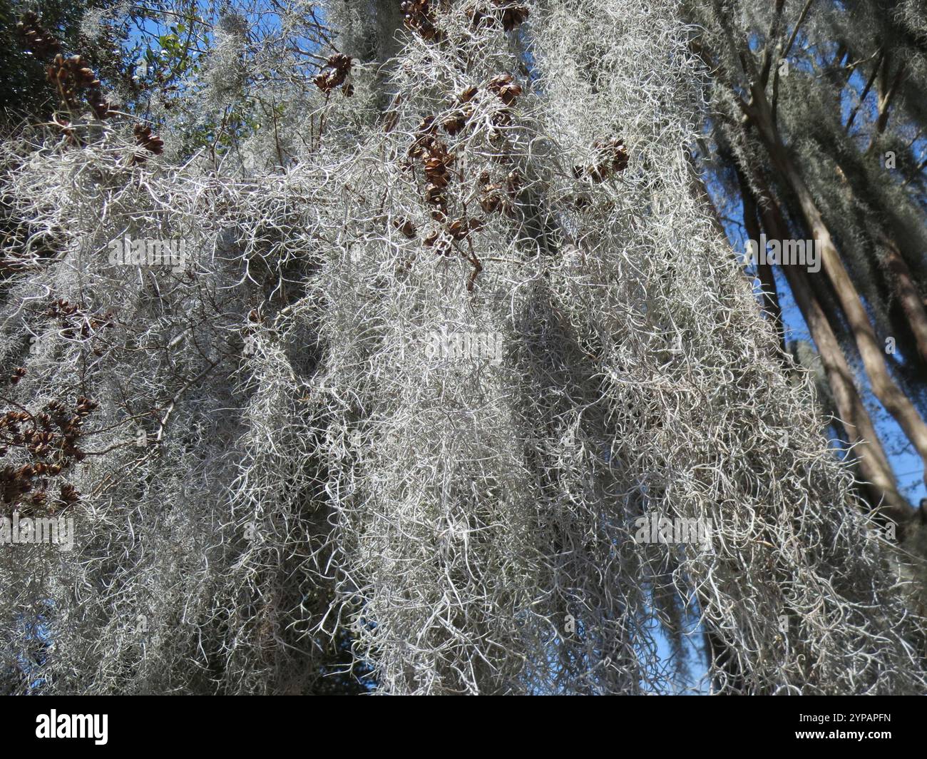 Spanish moss (Tillandsia usneoides Stock Photo - Alamy