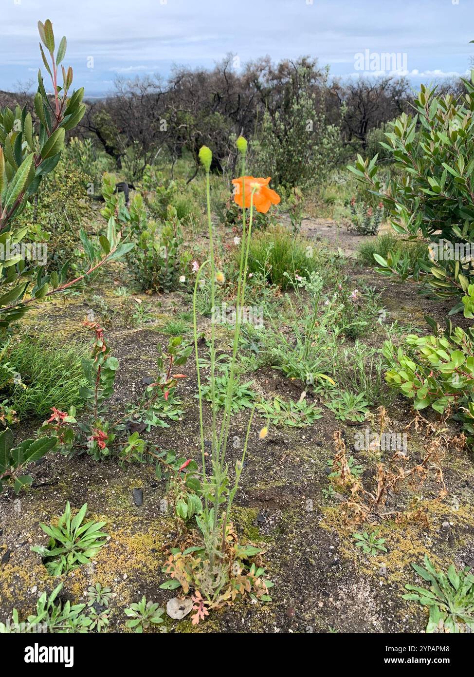 fire poppy (Papaver californicum Stock Photo - Alamy