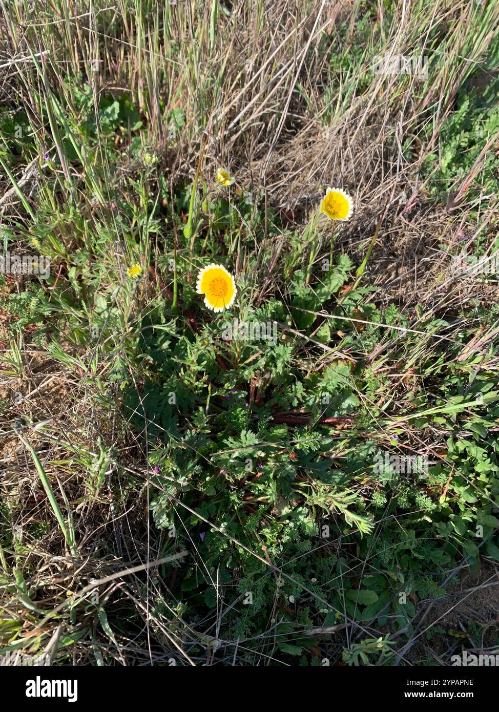 tidy tips (Layia platyglossa Stock Photo - Alamy
