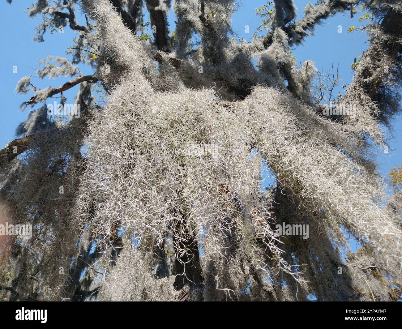 Spanish moss (Tillandsia usneoides Stock Photo - Alamy