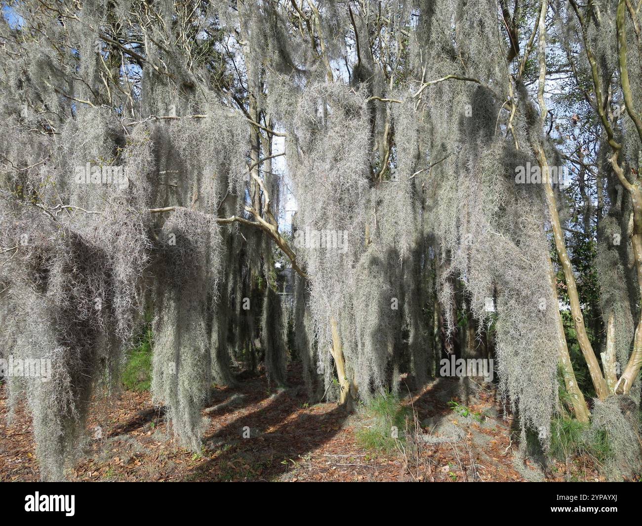 Spanish moss (Tillandsia usneoides Stock Photo - Alamy