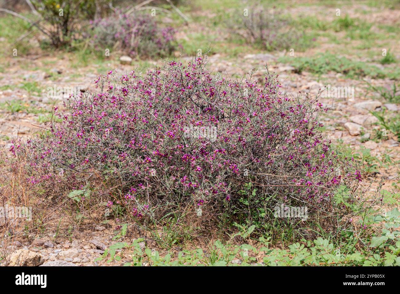 Rhatany Littleleaf rhatany hi-res stock photography and images - Alamy