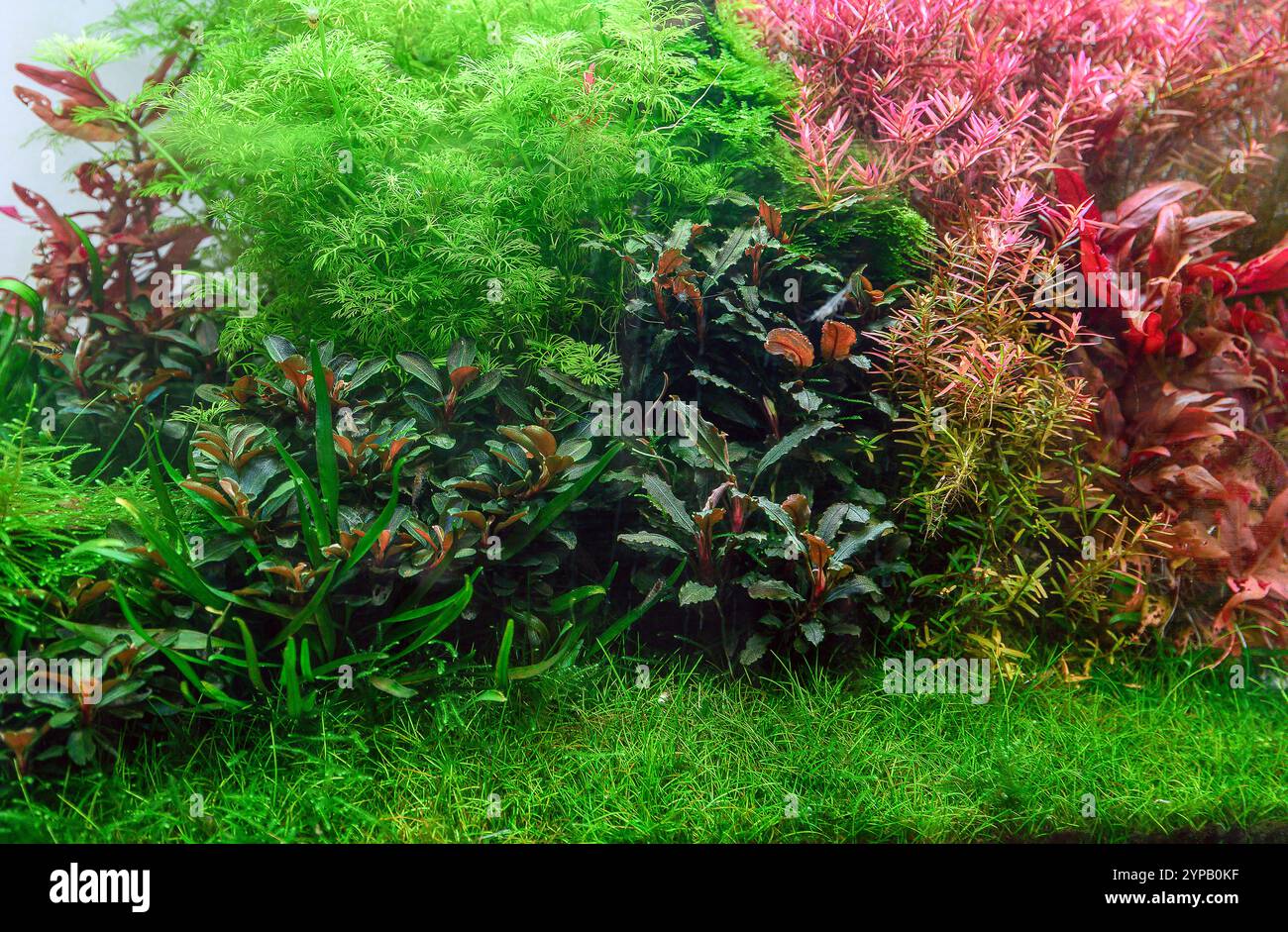 Various aquatic plants hi-res stock photography and images - Alamy