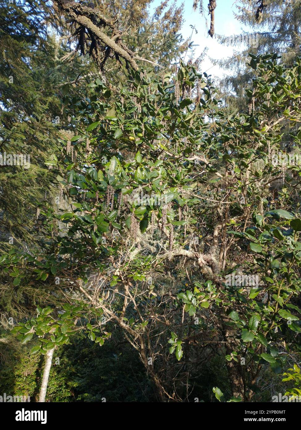 Coast silk tassel (Garrya elliptica) Stock Photo