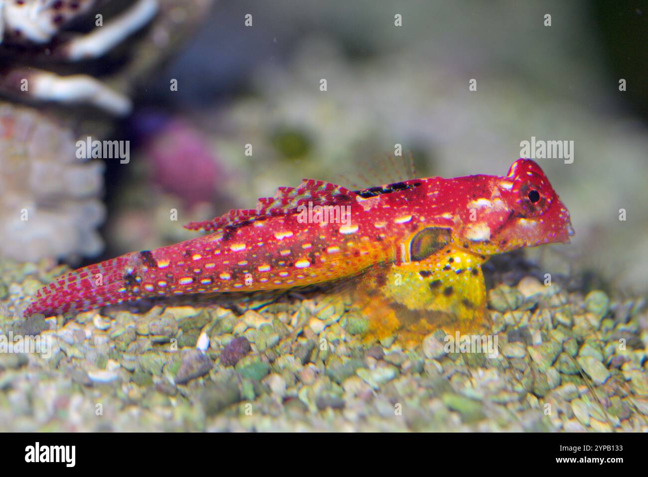 Ruby Red Dragonet (Synchiropus sycorax). Aquariumphoto. Stock Photo