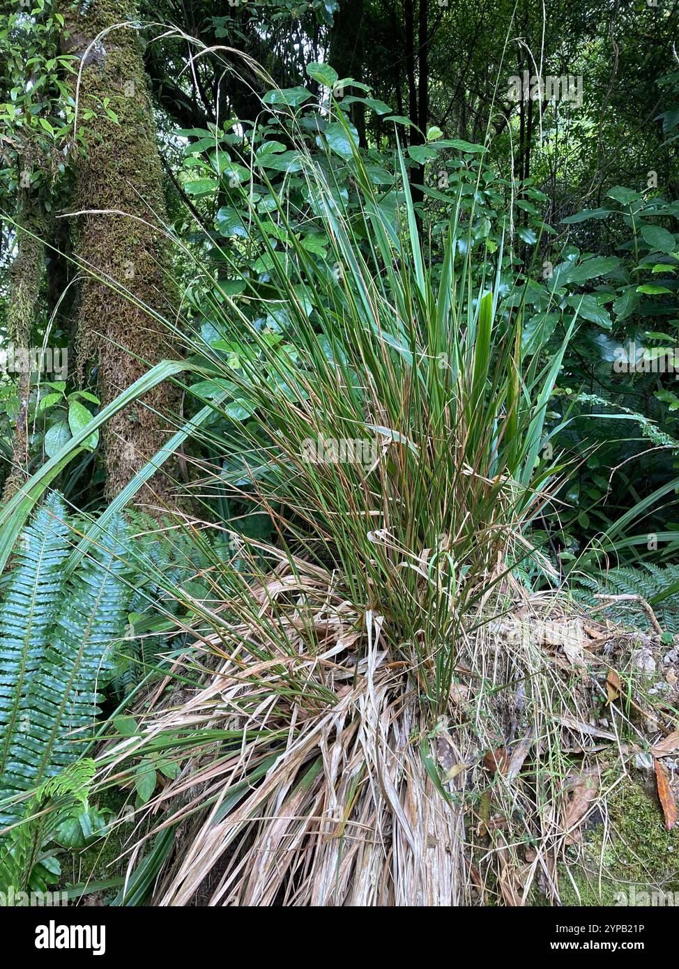 bush rice grass (Ehrharta diplax Stock Photo - Alamy
