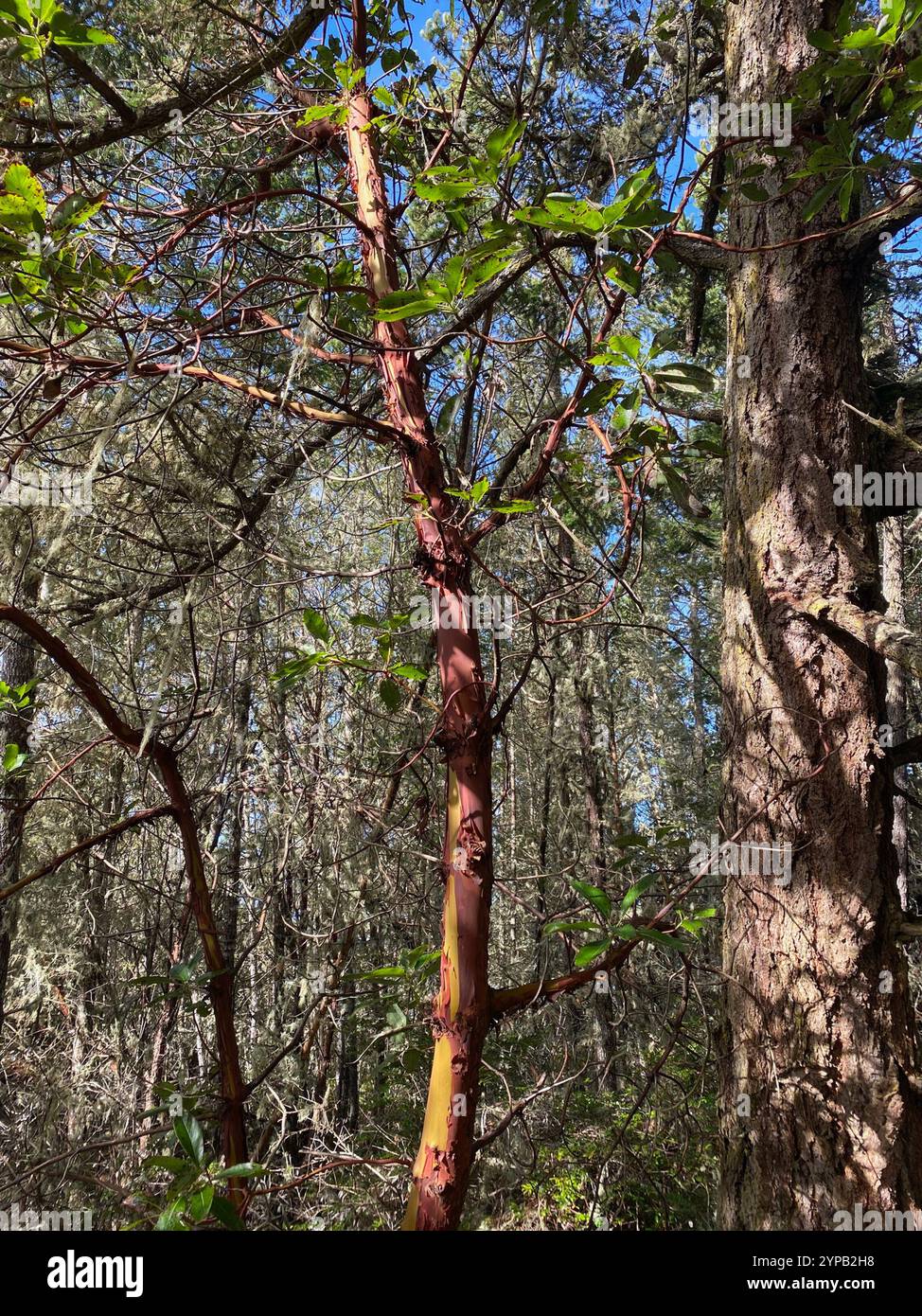 Pacific madrone (Arbutus menziesii Stock Photo Alamy