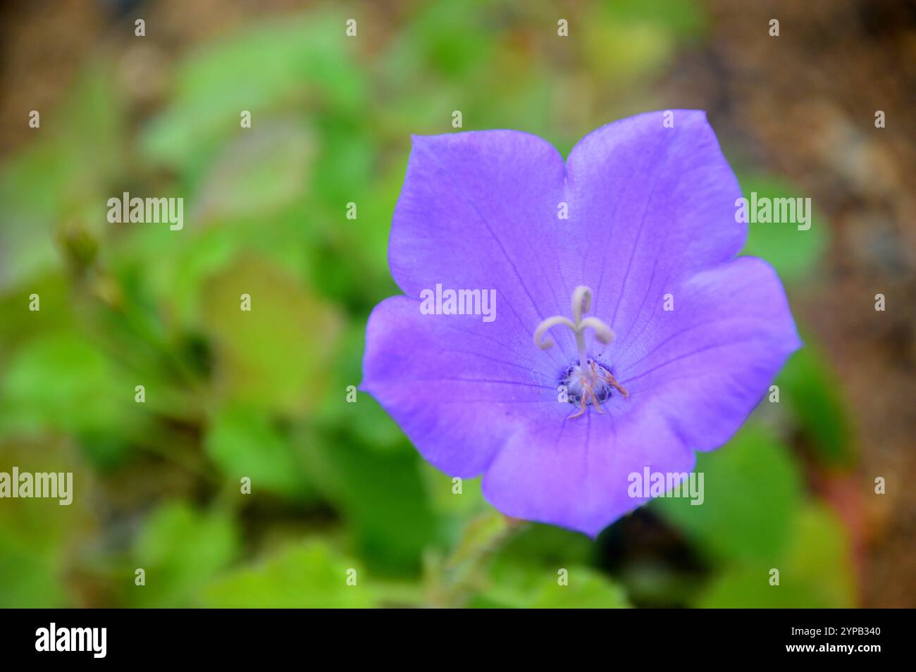 Small Solitary Blue Campanula Carpatica 'Blue Uniform' Flower grown in ...