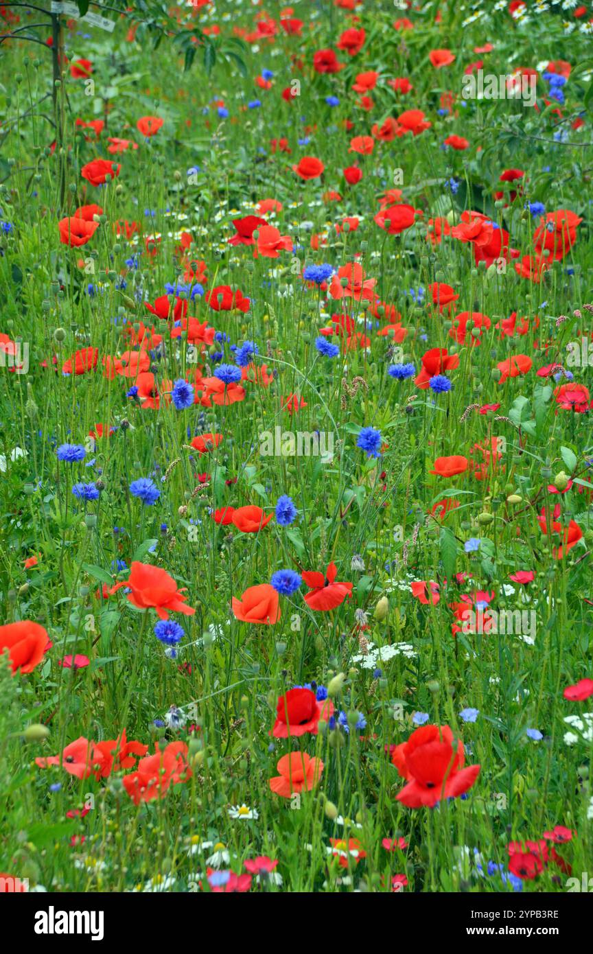 Poppy Rhs Wild Flower Border (Poppies & Cornflowers) at RHS Garden Harlow Carr ...