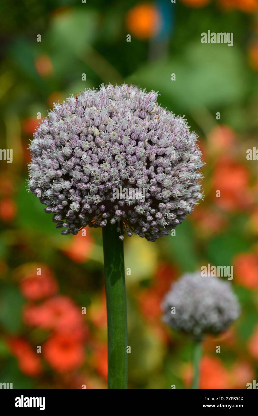 Flowers onion allium cepa hi-res stock photography and images - Alamy
