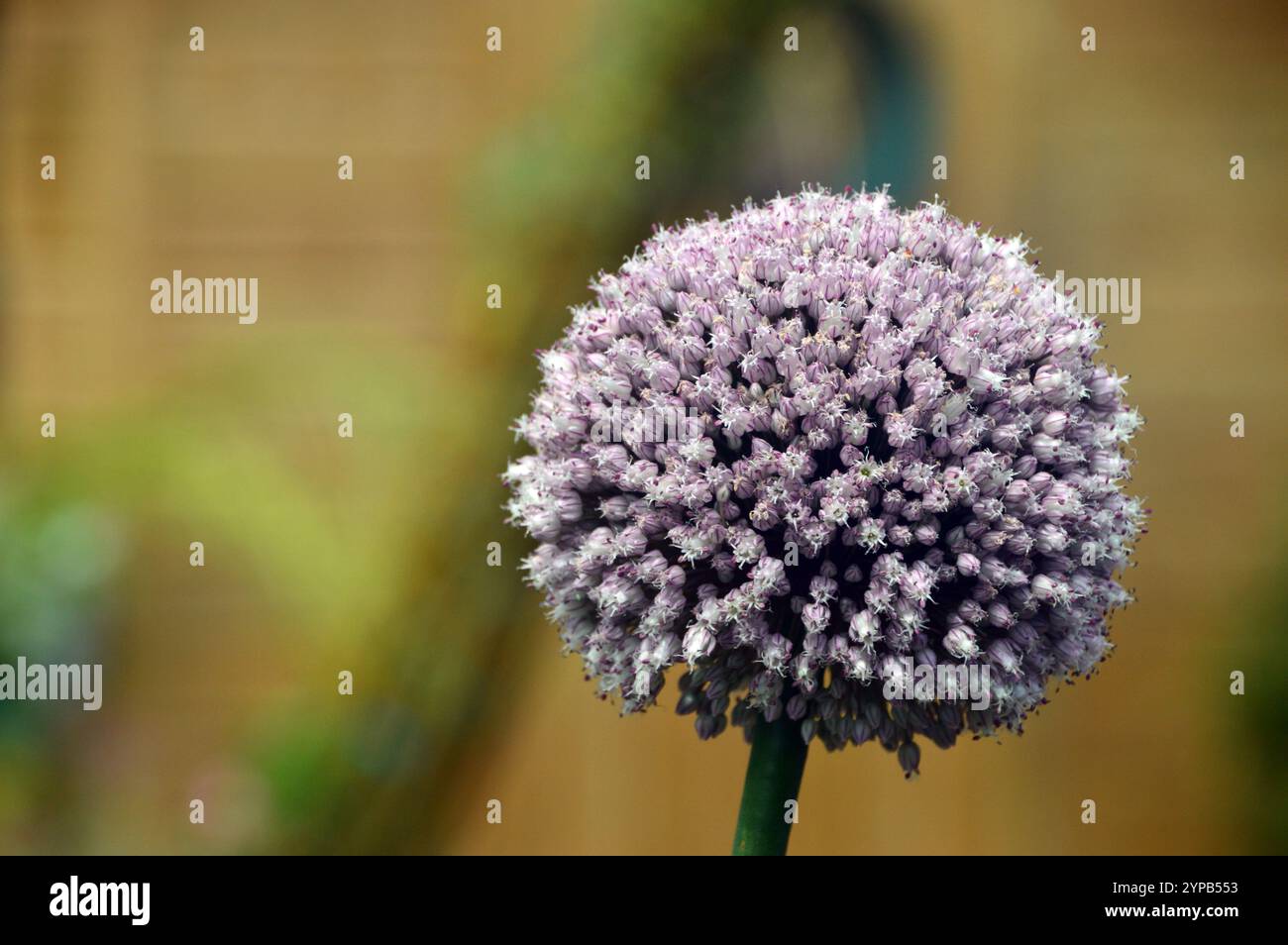 Allium cepa aggregatum group hi-res stock photography and images - Alamy