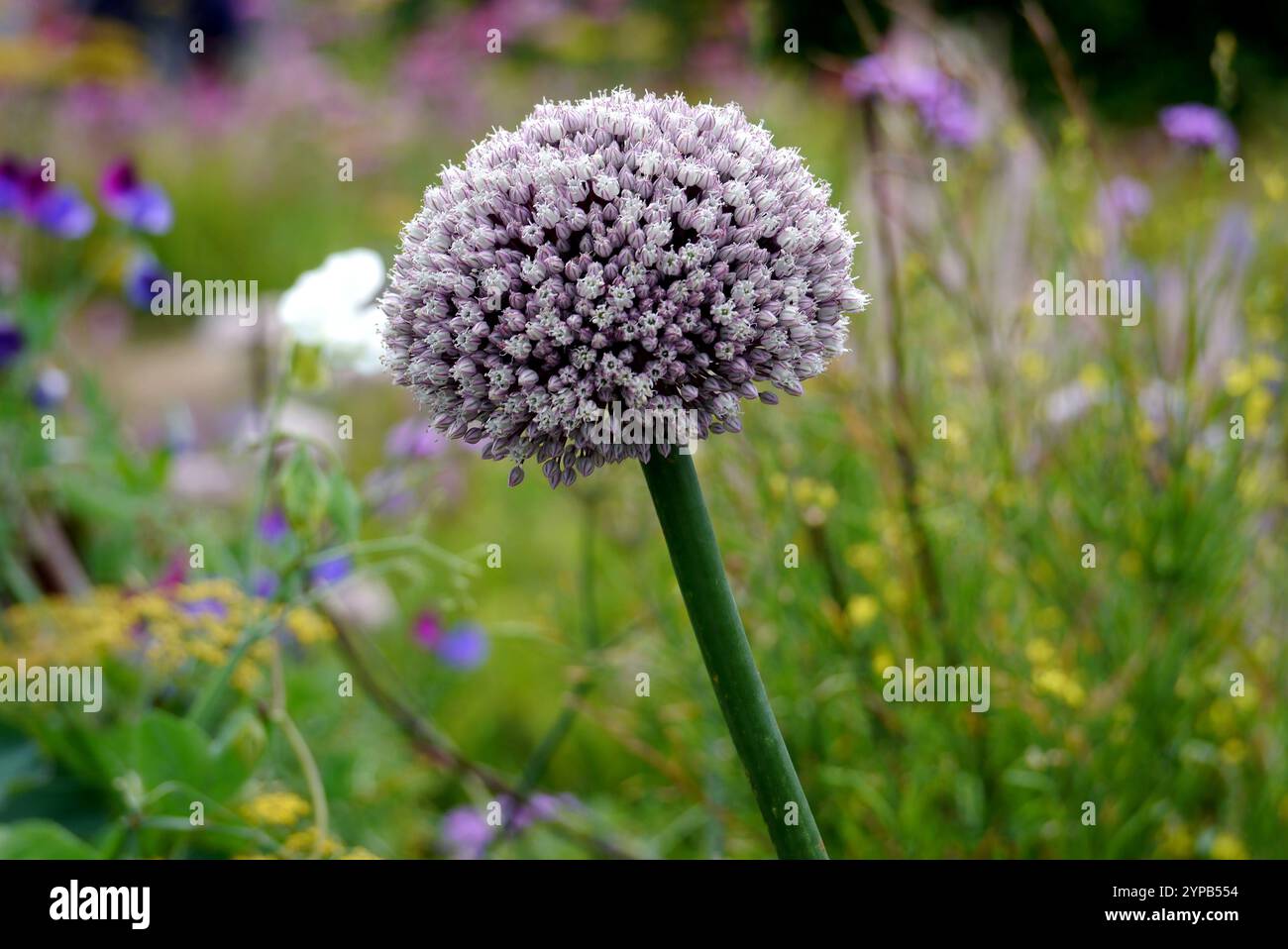 Allium cepa aggregatum group hi-res stock photography and images - Alamy