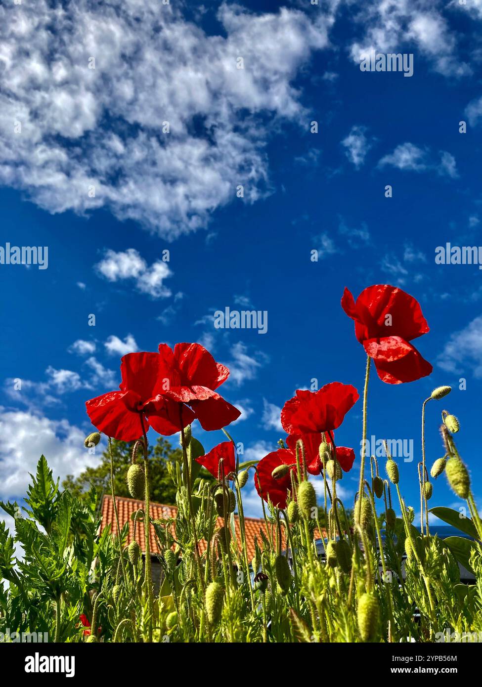Poppies against a blue sky, UK - Smartphone Captured Stock Image