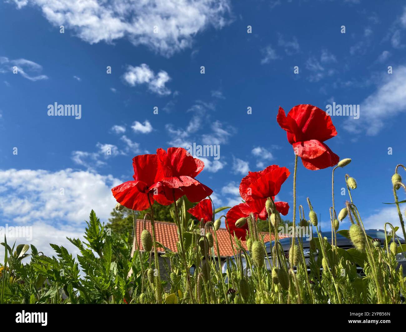 Poppies against a blue sky, UK - Smartphone Captured Stock Image