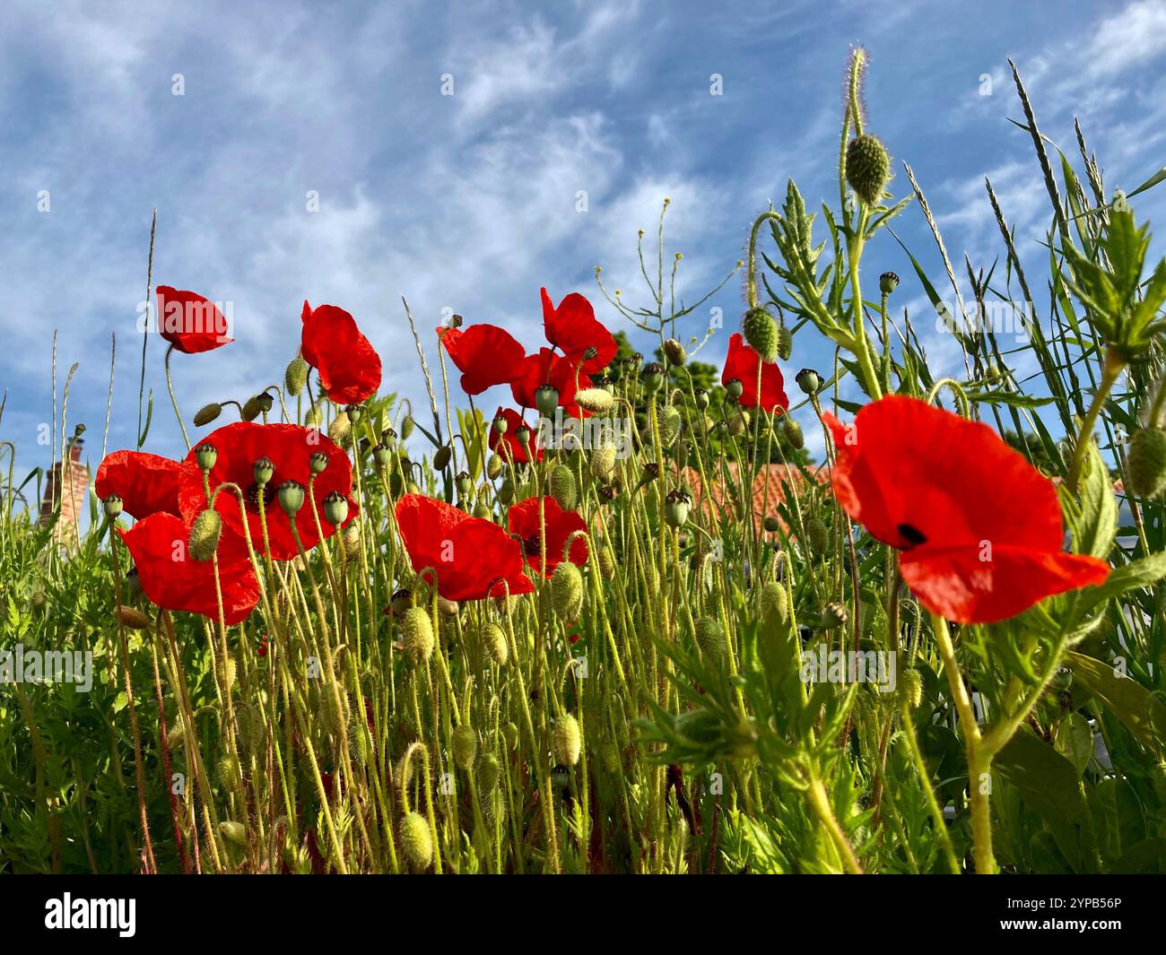 Poppies against a blue sky, UK - Smartphone Captured Stock Image