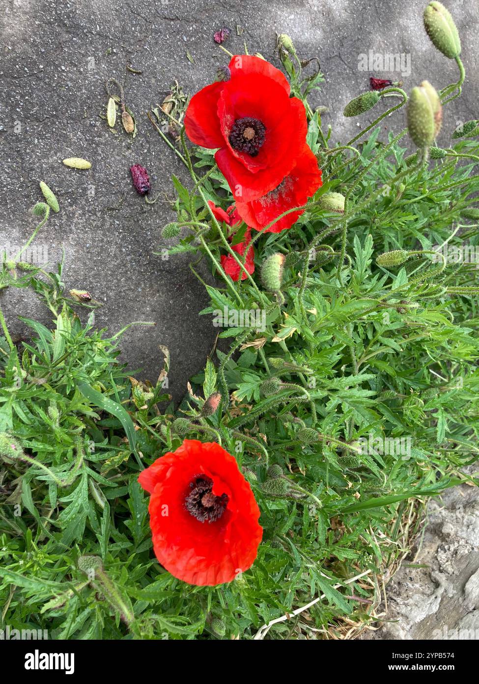 Poppies against a stone wall, UK - Smartphone Captured Stock Image