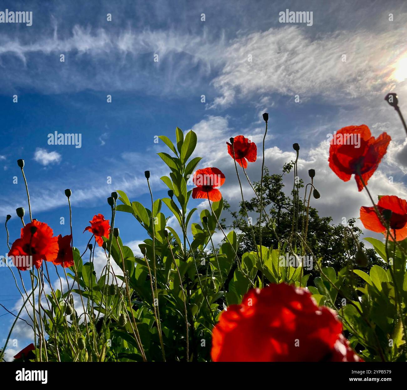 Poppies against a blue sky, UK - Smartphone Captured Stock Image