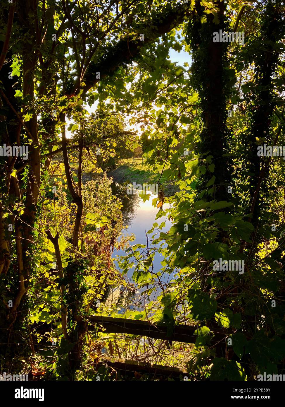 Water through autumn Leaves, North Yorkshire UK - Smartphone Captured Stock Image