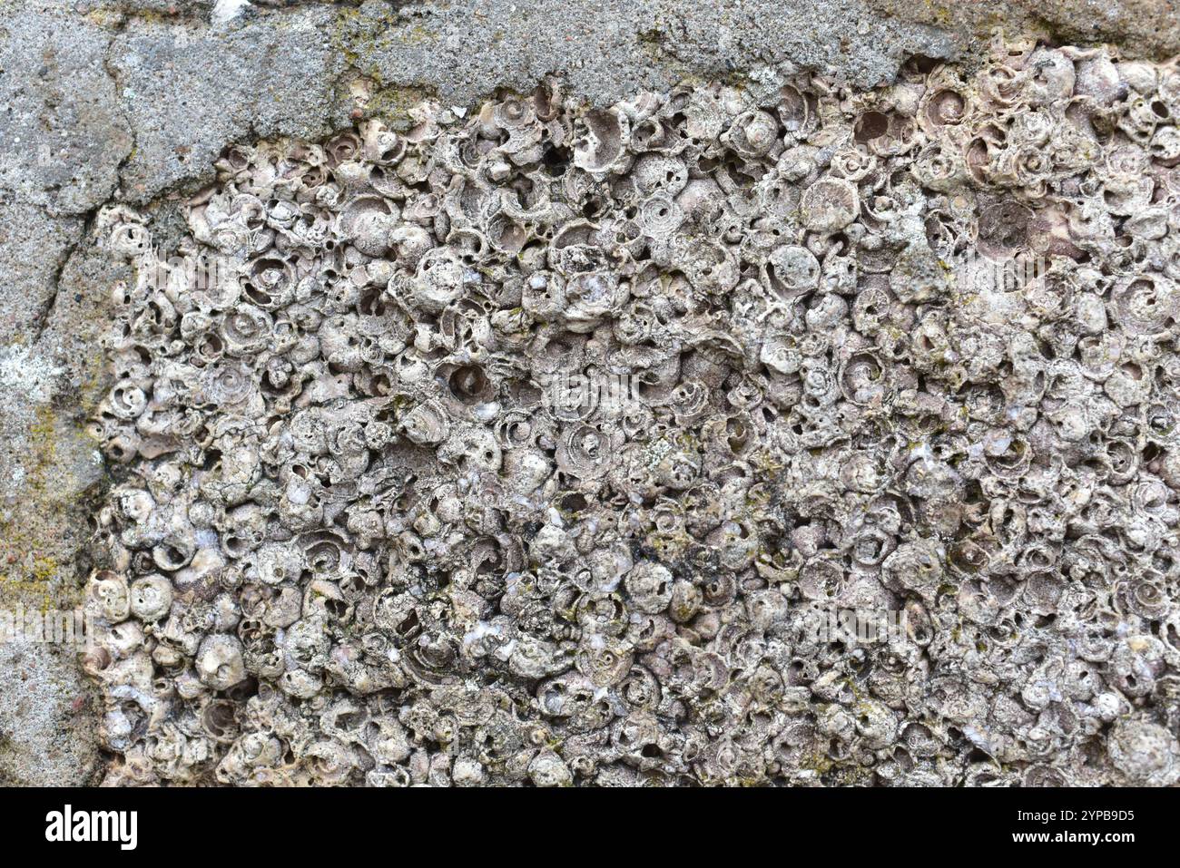 Background or wall made from old shells, Jurmala Latvia Stock Photo