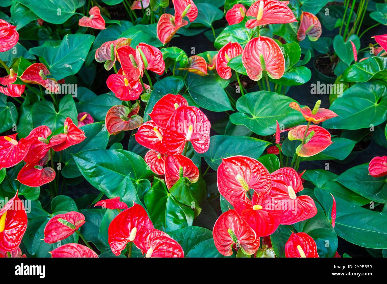 venus fly trap house plant Dionaea Muscipula 'Venus Fly Trap' – Botanologica main image 1