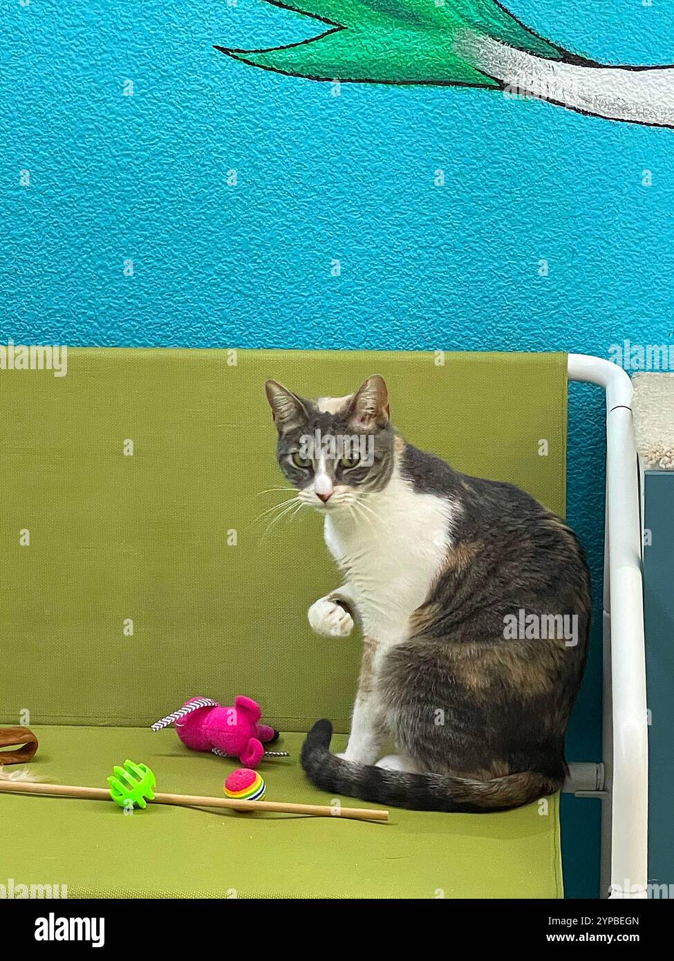 Tabby and white cat sitting on a sofa. - Smartphone Captured Stock Image