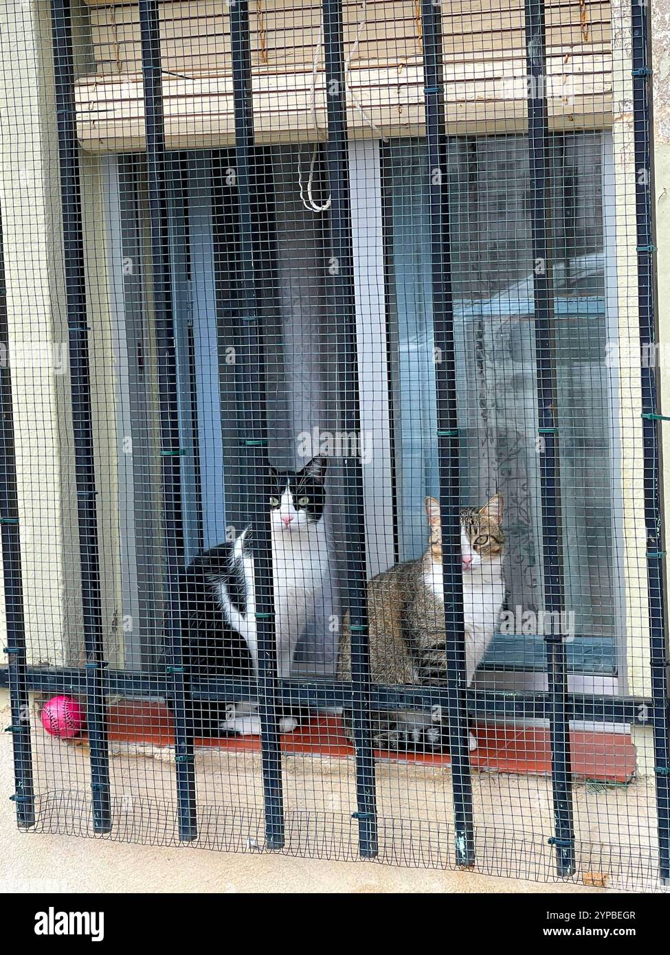 Two cats in a window. - Smartphone Captured Stock Image
