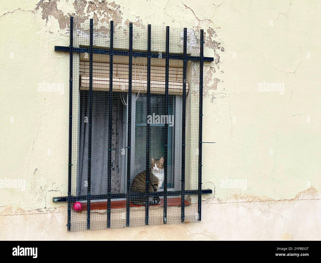 Tabby and white cat in a window. - Smartphone Captured Stock Image