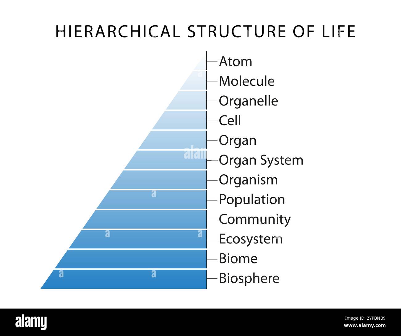 Diagram of Hierarchical Structure of Life Stock Photo - Alamy