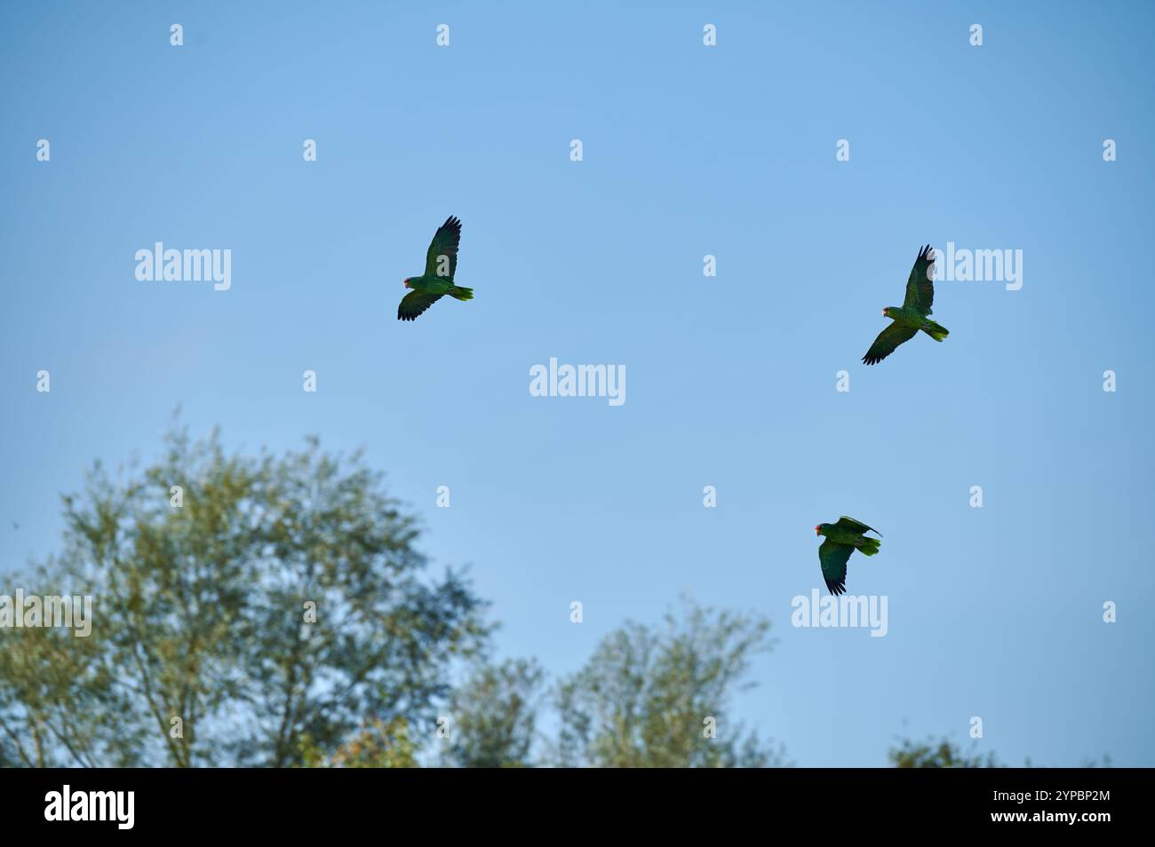 Rainforestbird hi-res stock photography and images - Alamy